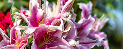 野百合养护技巧 家庭盆栽种植全流程