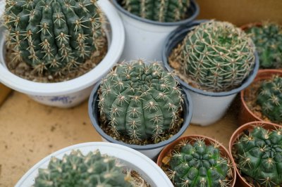 仙人球底部萎缩 仙人球褶皱防治指南