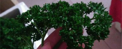 荷兰芹总养不好怎么办 家庭盆栽养护技巧全公开