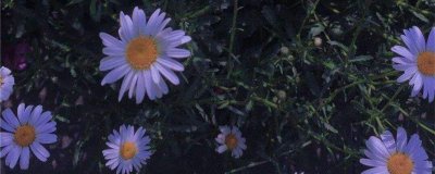 紫菀怎么养 紫菀盆栽养护要点