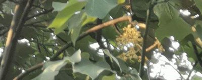 梧桐花怎么养才能旺盛生长 梧桐花养护要点