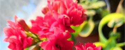 圣诞伽蓝菜怎么养才开花爆盆 掌握3个关键点轻松搞定