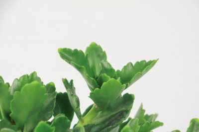 长寿花养护技巧 长寿花新苗培育指南