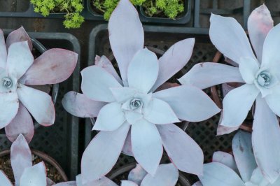 多肉植物怎么养 多肉养护新手必读指南