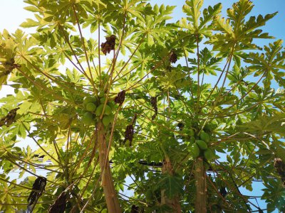 木瓜怎么挑选更香甜 木瓜价格行情全解析