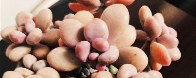 新买的桃之卵怎么养