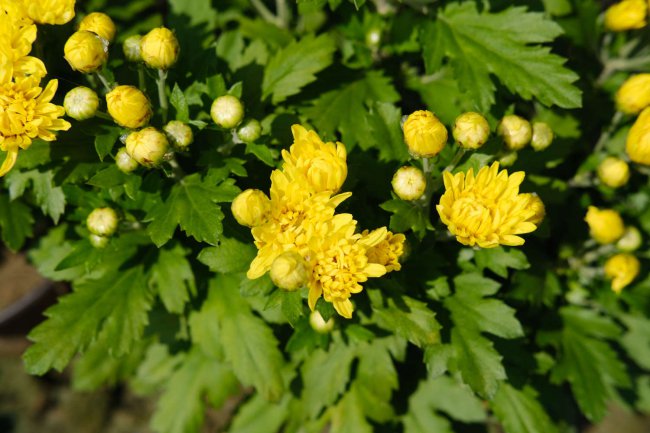 菊花何时上盆