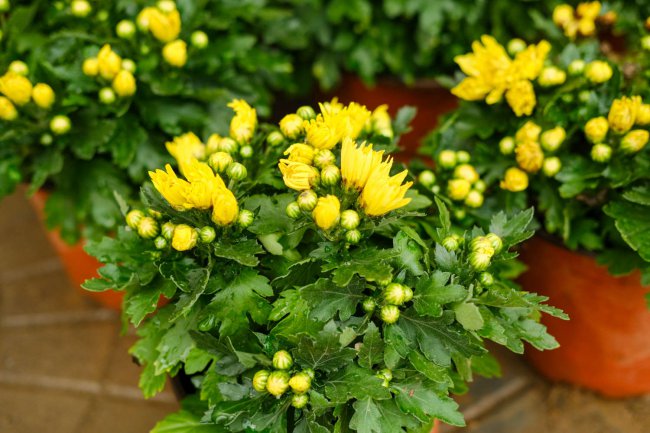 菊花何时上盆