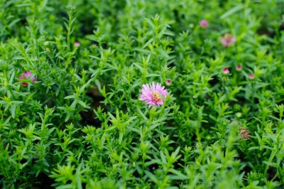 菊花繁殖技巧大全 菊花成活率养护要点
