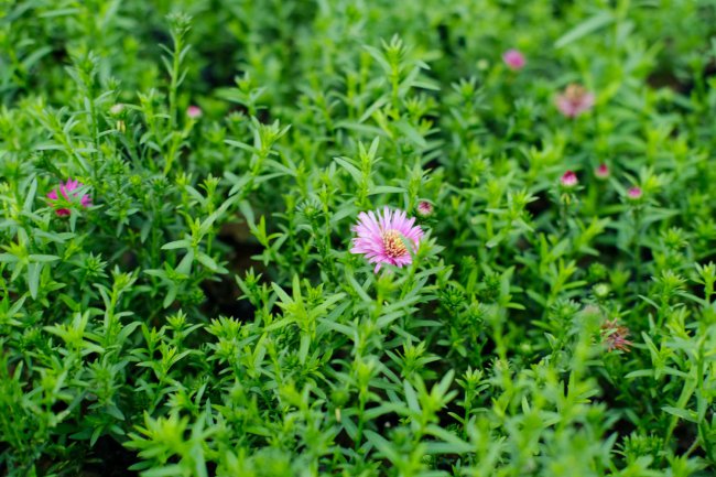 菊花繁殖方法