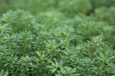 薄雪万年草怎么养 薄雪万年草养护技巧全解析