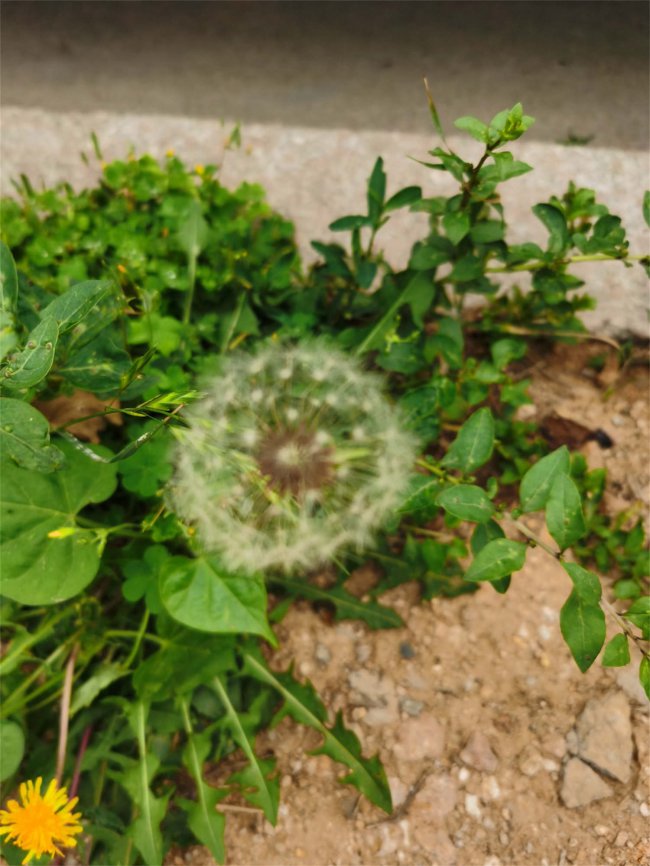 蒲公英什么时候开花
