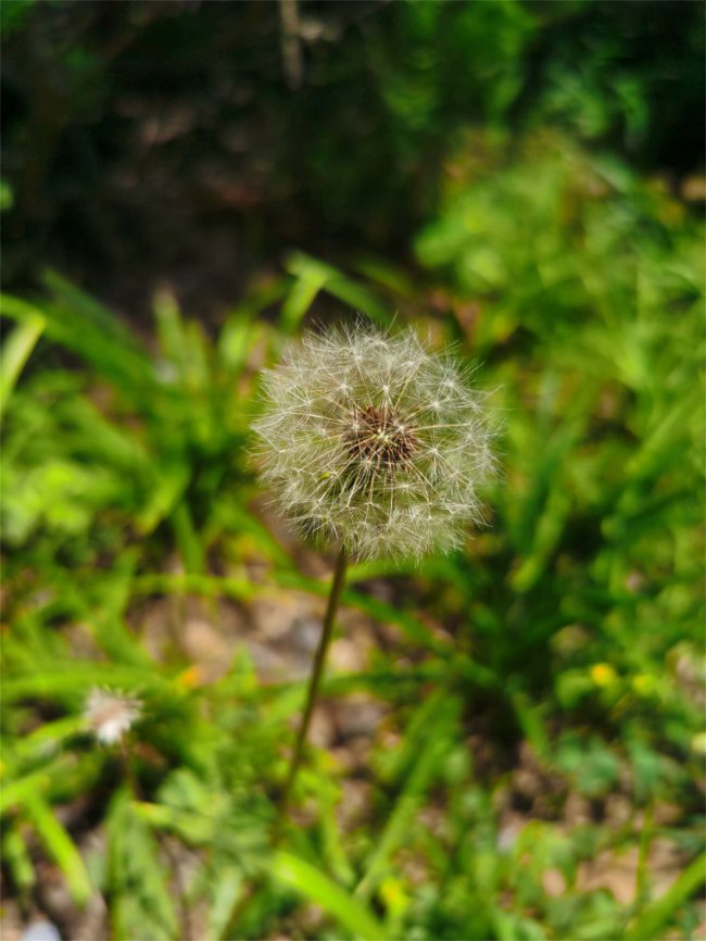 蒲公英什么时候开花