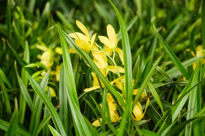 硬植料养兰 兰花硬植料养护要点详解