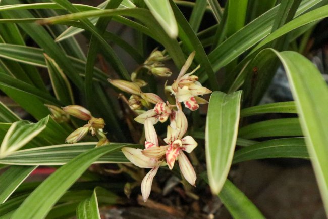 硬植料种植兰花原理