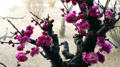 梅花特点深度解析 梅花形态与文化价值