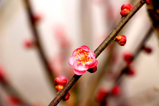 梅花的特点是什么