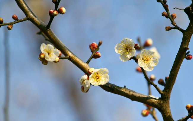 梅花什么时候开花