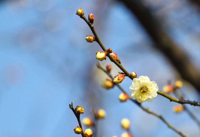 梅花什么时候开花