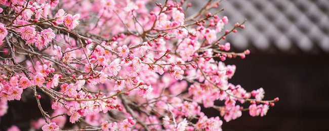 梅花的特点