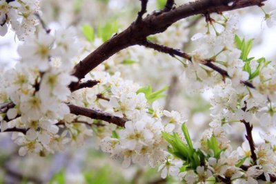 梅花有哪些独特特征？梅花观赏图鉴解析