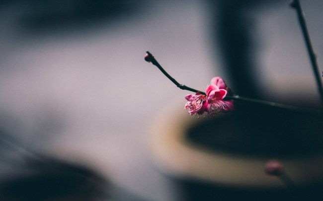 梅花的特点