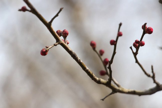 梅花的特点