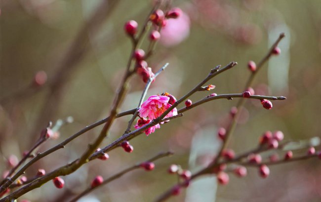 梅花的特点