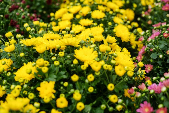 菊花什么时候开花