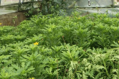 菊花像什么比喻？菊花 形态特征与养护技巧