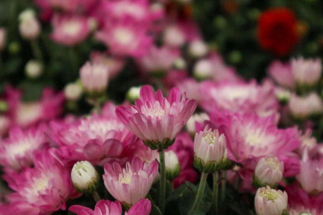 菊花像什么