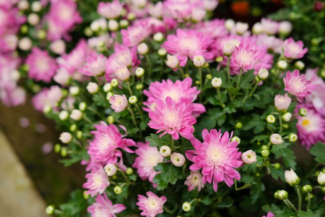 菊花像什么