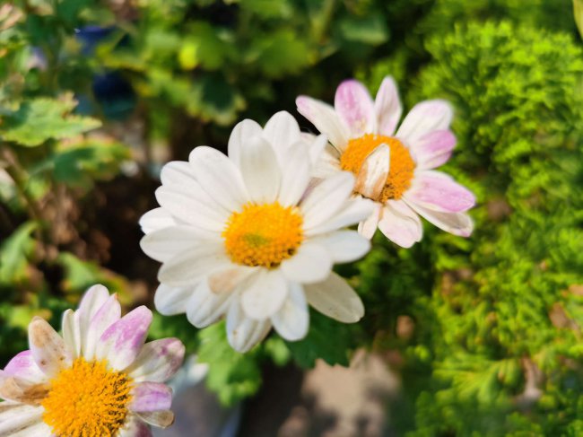 菊花像什么