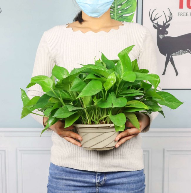 绿萝小苗用多大盆合适