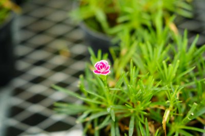 康乃馨盆栽养护技巧 水肥控制与花期管理要点