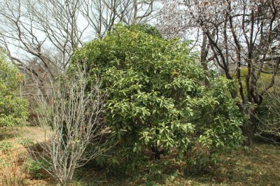 桂花树苗价格行情 优质品种价值排行