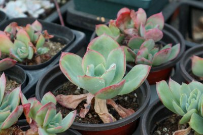 多肉叶子发软如何补救 多肉植物养护技巧