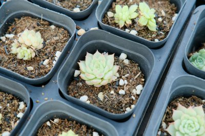 多肉植物如何繁殖 多肉繁殖方法全解析