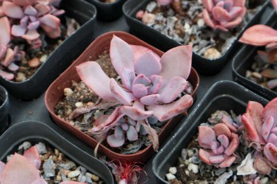 多肉植物有何特性 多肉外形特征解析
