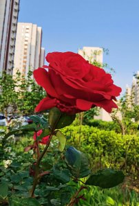 月季花品种特征 养护技巧与图鉴赏析