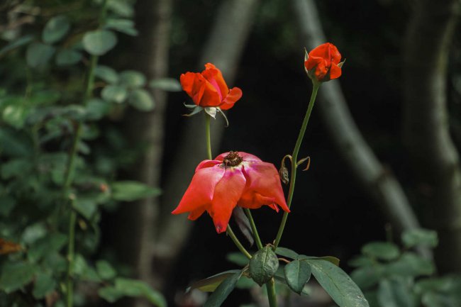 月季花的特点