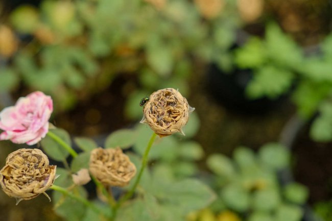 月季花的特点