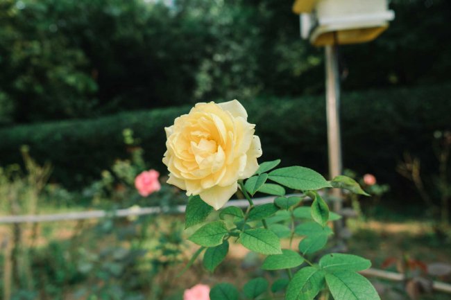 月季花的特点