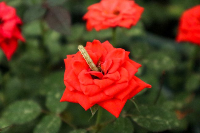 月季花的特点