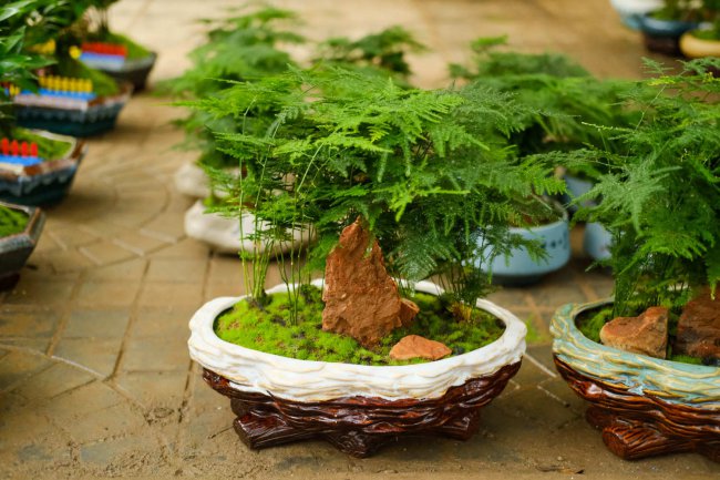 文竹开花吗