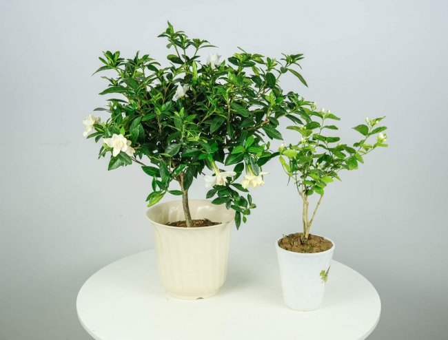 新买的栀子花怎么养