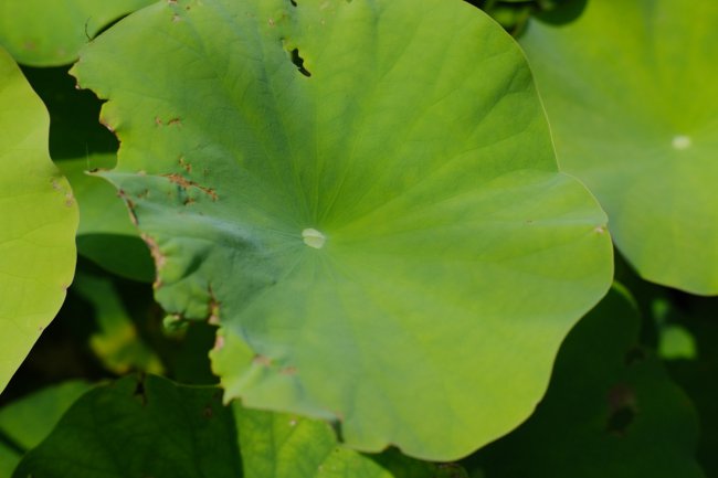 荷花的特点是什么