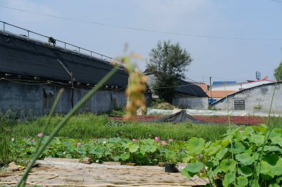 荷花生态习性剖析 夏季花期规律观察