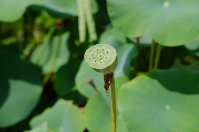 荷花的特点