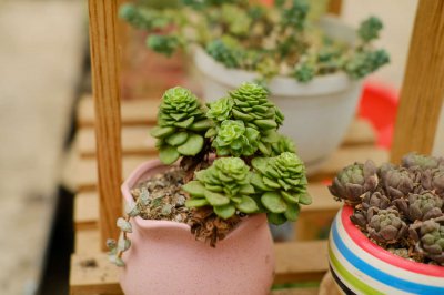 多肉植物养护要点 多肉植物培育方法